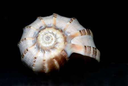 Shell