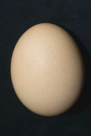 Organic Eggの写真素材
