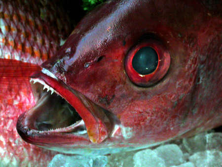  Fish Headの写真素材