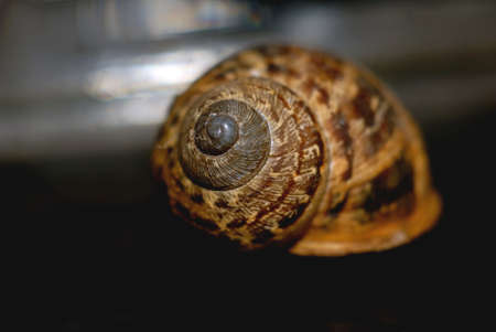 Snail