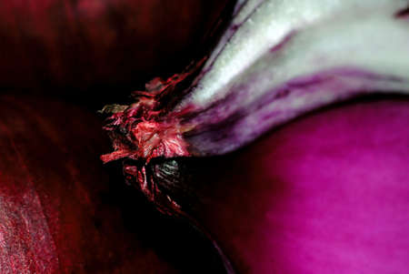 Onion Skinの写真素材