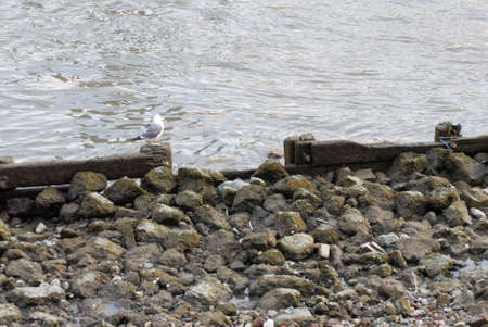 Thames Shoreの写真素材