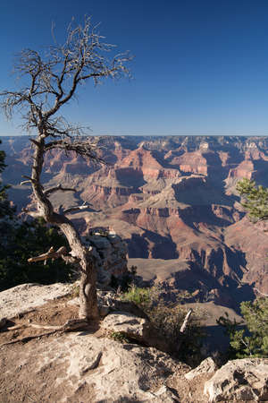 Tree at the Grand Canyon National Park in the USAのeditorial素材