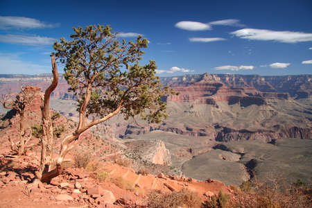 Tree at the Grand Canyon National Park in the USAのeditorial素材