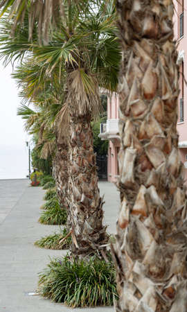 palms at lake in italyの写真素材