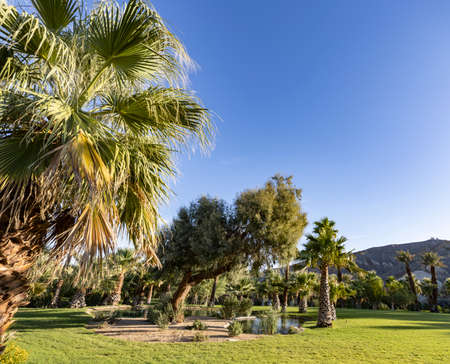 oasis palm in death valleyの写真素材