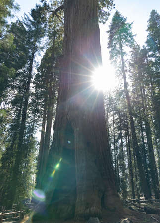 sun behind sequoia tree in national park californiaの写真素材