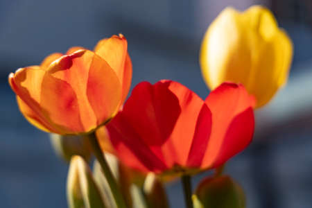 red yellow orange tulips in front of dark backgroundの写真素材