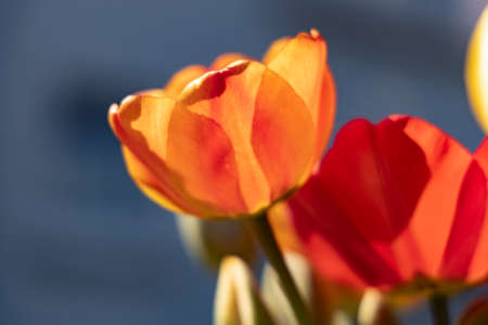 red yellow orange tulips in front of dark backgroundの写真素材