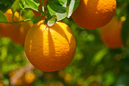 oranges on tree