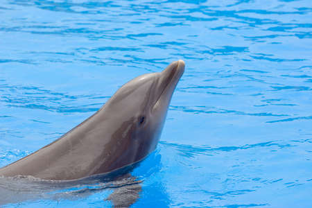 dolphin looking outの写真素材