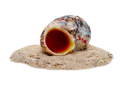 snail on sand with detailed clipping path, white backgroundの写真素材