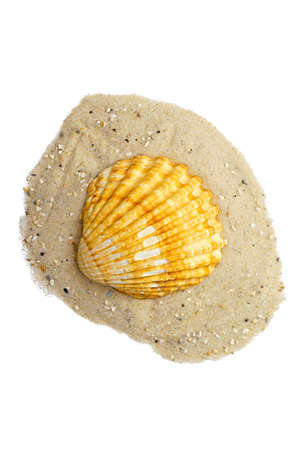 shell on sand with detailed clipping path, white background