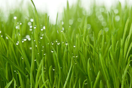 fresh green gras with focal point on the waterdrops