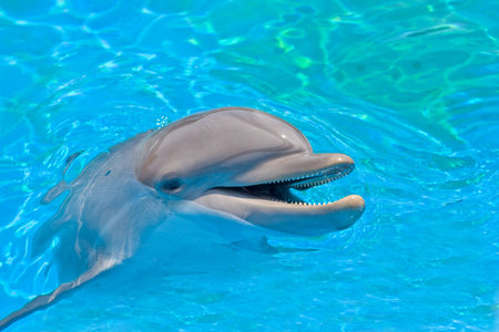 smiling dolphin looking out of the waterの写真素材