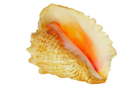Conch shell on white background