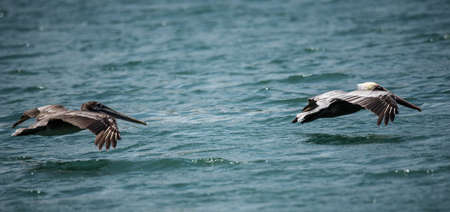 Big birds Pelicans flying over the seaの写真素材