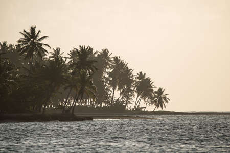 Palms at the seaの写真素材