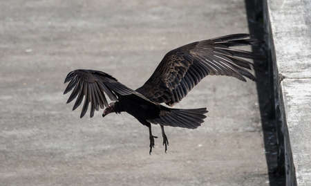 Turkey vulture landingの写真素材