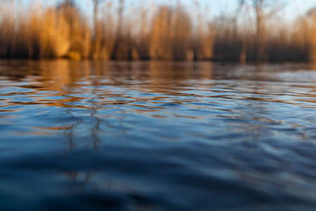 Reed at the water edge