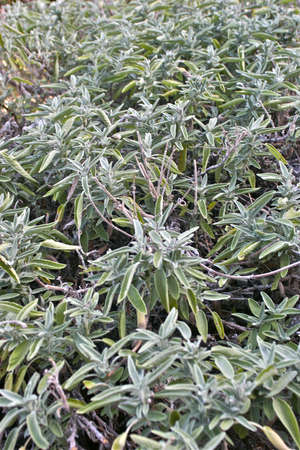 Sage