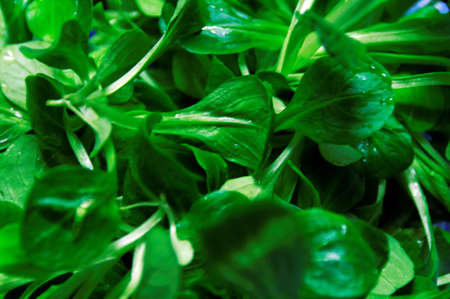 Detail shot of freshly picked field salad, washed with water droplets still visible and placed in blue sieveの写真素材