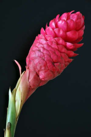 Red ginger flower on dark backgroundの写真素材