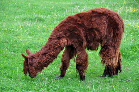 Close-up of a young domesticated alpaca (Vicugna pacos) browsing in green grassの写真素材