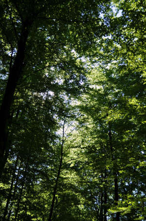 Large beech trees with fresh brigh green leaves in spring sun