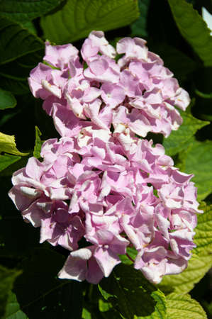 Hortensia flower