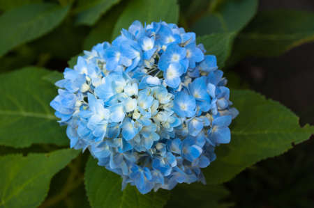 Beautiful blue Hortensia