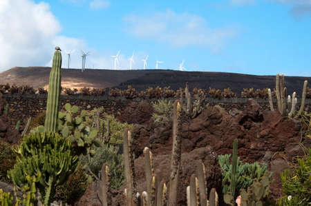Jardin De Cactus, Lanzaroteの写真素材