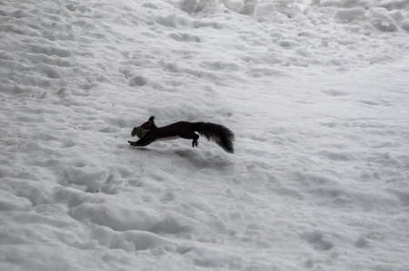 SquirreSquirrel jumping over skiing piste with moss in its muzzleの写真素材