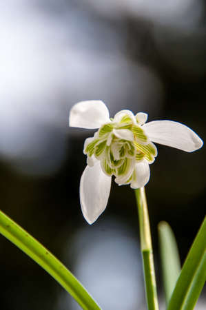 Snowdrop galanthus nivalisの写真素材