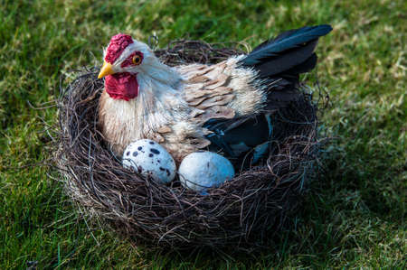 Hen And Eggsの写真素材