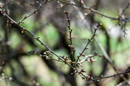 new buds of an old treeの写真素材