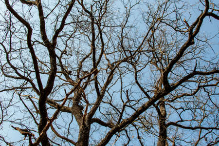 tree branches and skyの写真素材