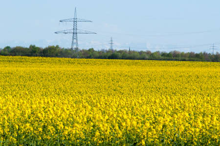 Canola fieldの写真素材