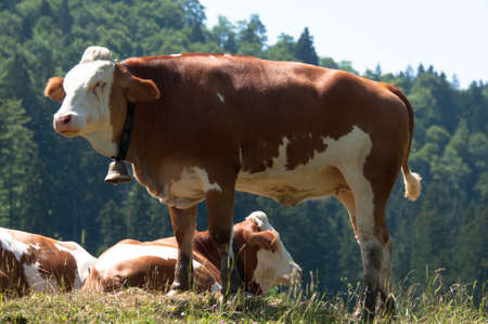 Cows grazing with fliesの写真素材