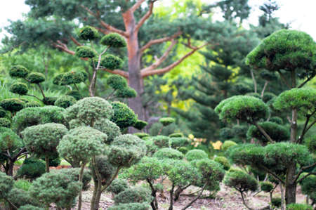 Garden Landscape  Topiaryの写真素材