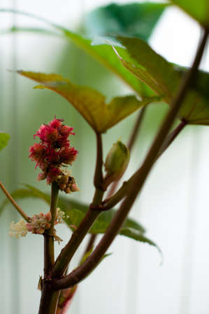 Castor oil plant (Ricinus Communis) leaves and seeds. Source of Ricin poison.の写真素材