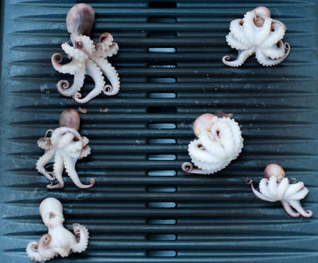 Baby octopus  Moscardini  on BBQの写真素材