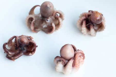 Baby octopus  Moscardini の写真素材