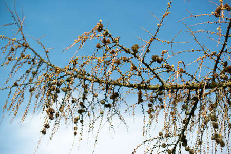 old dry branches