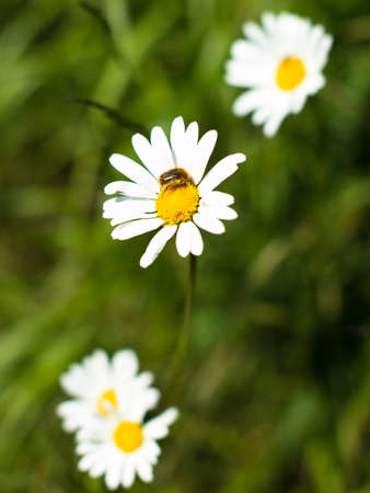 Chamomile flowers and beeの写真素材