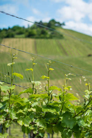 Spring Vineyard with small green wine plants in Uhlbach near Stuttgart, Southern Germanyの写真素材