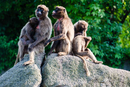 baboon monkeys socializing on a rock in a zooの写真素材
