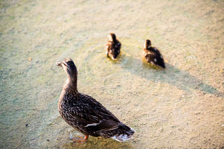 duck family - mother duck and her two ducklings in a pondの写真素材