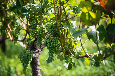 Green grapes in a wine yard in Stuttgart Bad Cannstatt in bright summer light, not yet ripeの写真素材