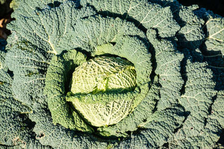 fresh green cabbage on a field ready to harvestの写真素材
